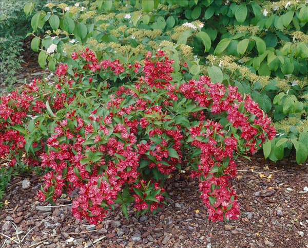 WEIGELA  MINUET