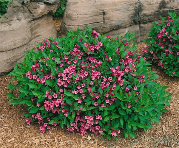 WEIGELA MINUET