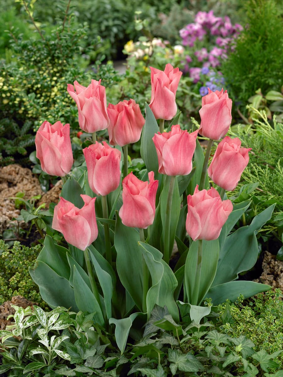 Tulipa - Triumph Miss Elegance