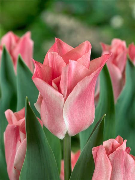 Tulipa - Triumph Miss Elegance