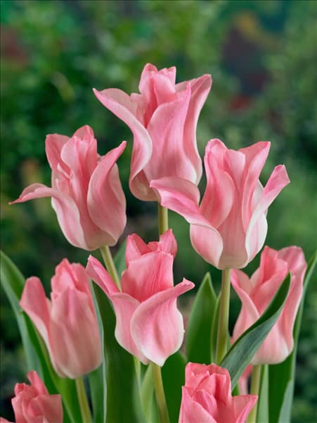 Tulipa Triumph Miss Elegance