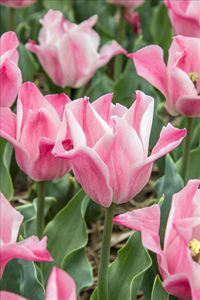 Tulipa Triumph Miss Elegance