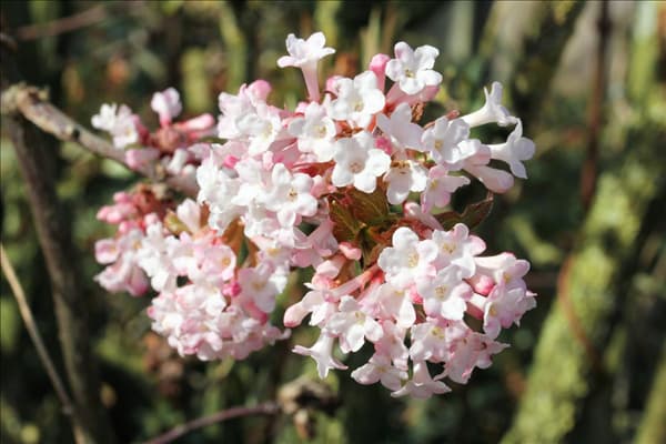 Viburnum x bodnantense Dawn