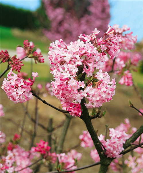 Viburnum x bodnantense Charles Lamont