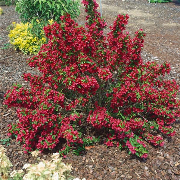 WEIGELA TYPE NAIN ROUGE