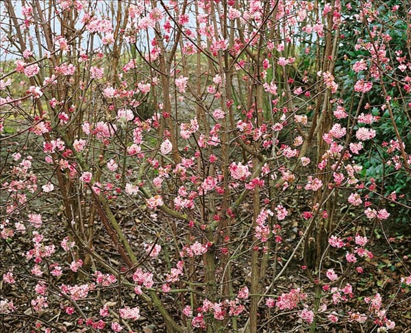 Viburnum x bodnantense Dawn