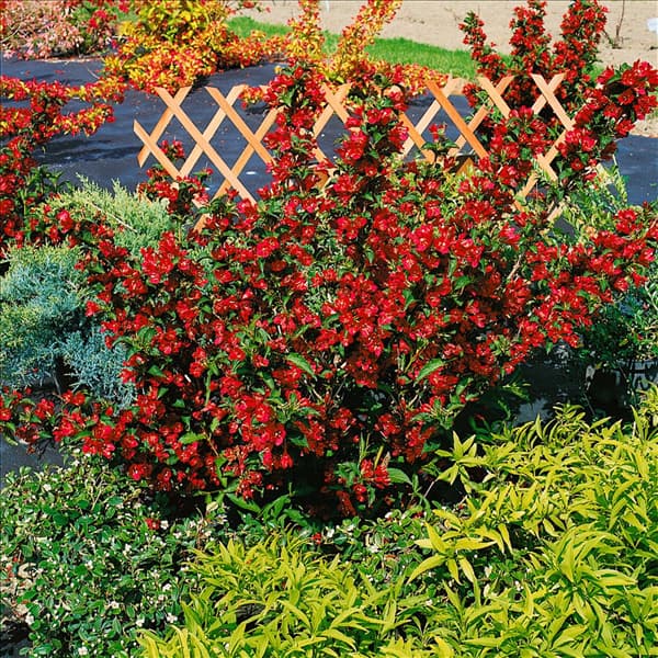 WEIGELA TYPE NAIN ROUGE