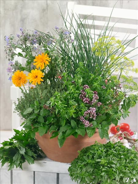 Aromatische Kräuter Mischung 4270cc