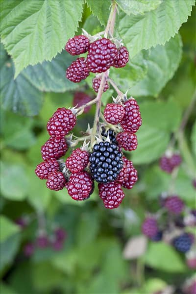 Rubus fruticosus