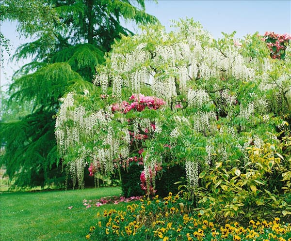 Wisteria floribunda Alba