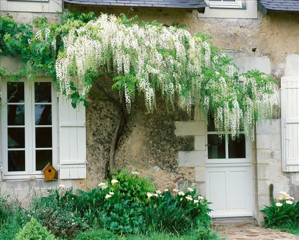 Wisteria floribunda Alba