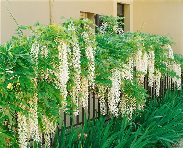 Wisteria floribunda Alba