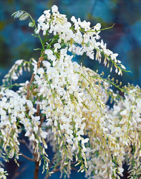 Wisteria floribunda Alba