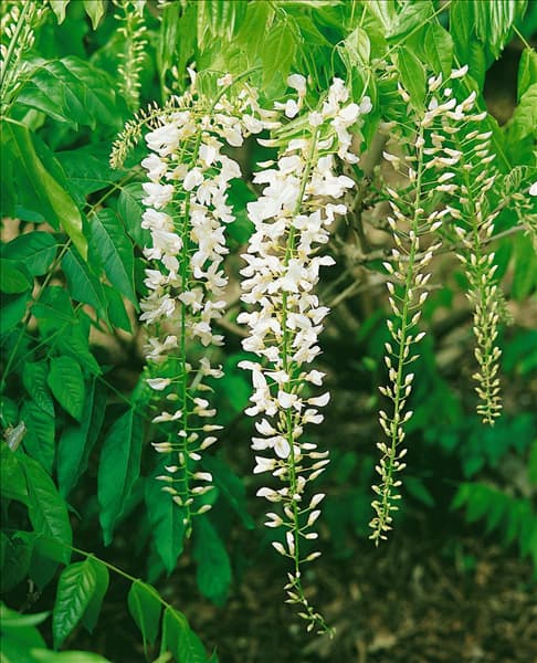 Wisteria floribunda Alba