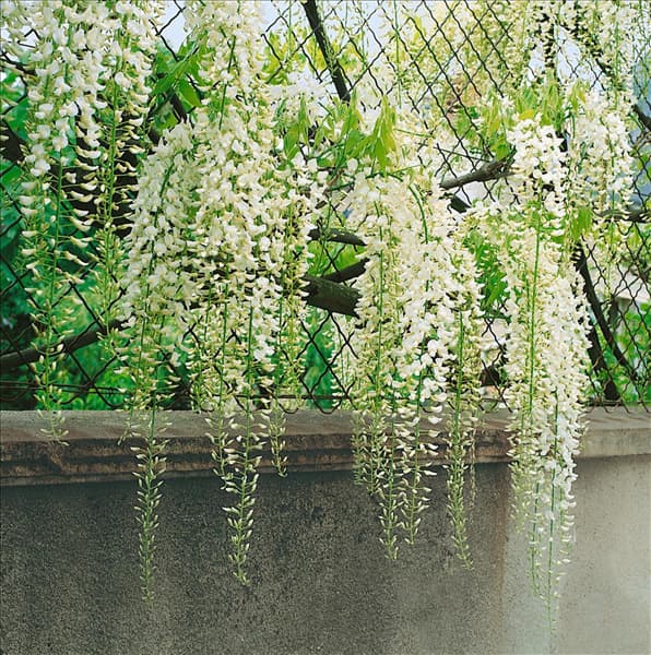 Wisteria floribunda Alba