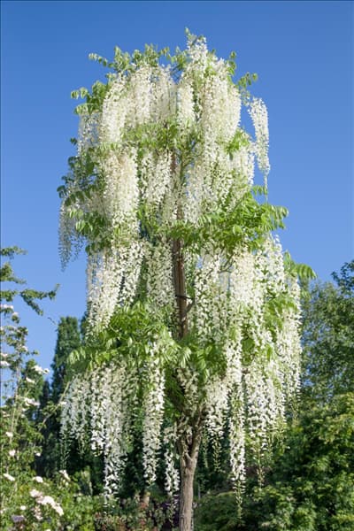 Wisteria floribunda Shiro-noda