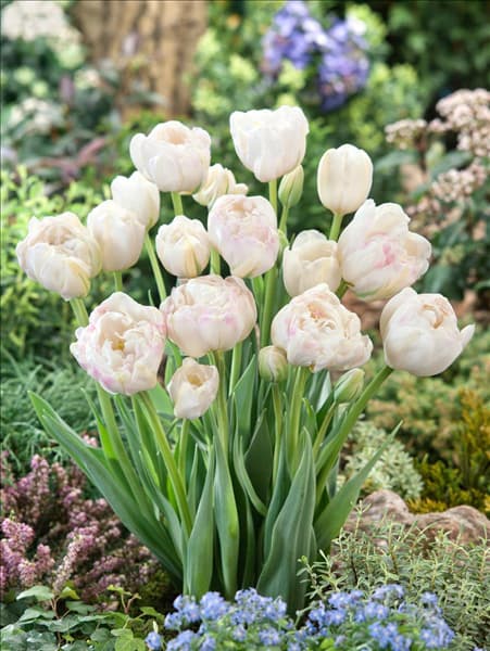 Tulipa Double Late White Touch