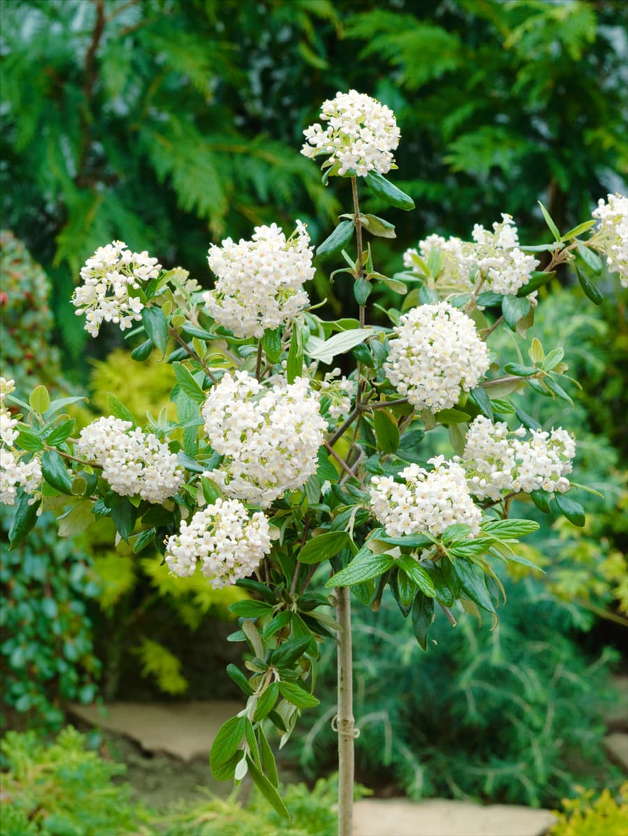 Viburnum burkwoodii Conoy