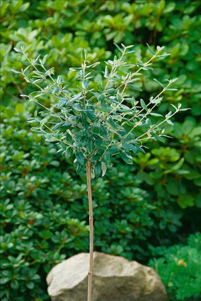 Viburnum burkwoodii Conoy