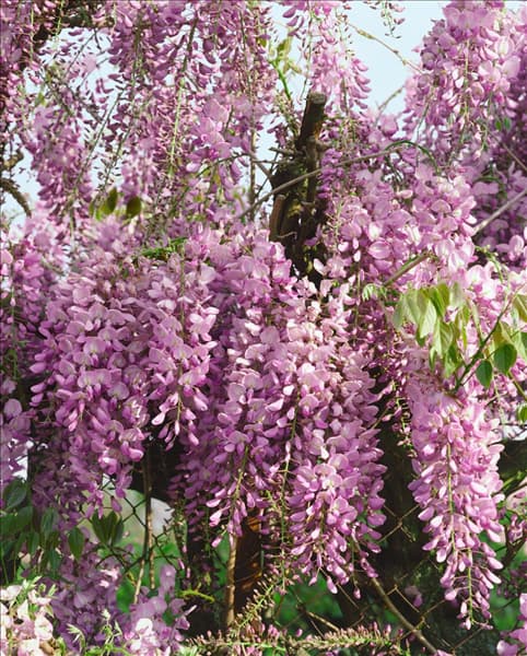 Wisteria floribunda Rosea