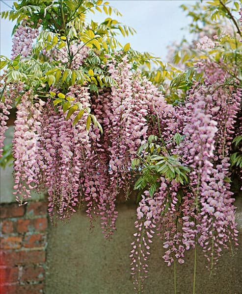 Wisteria floribunda Rosea