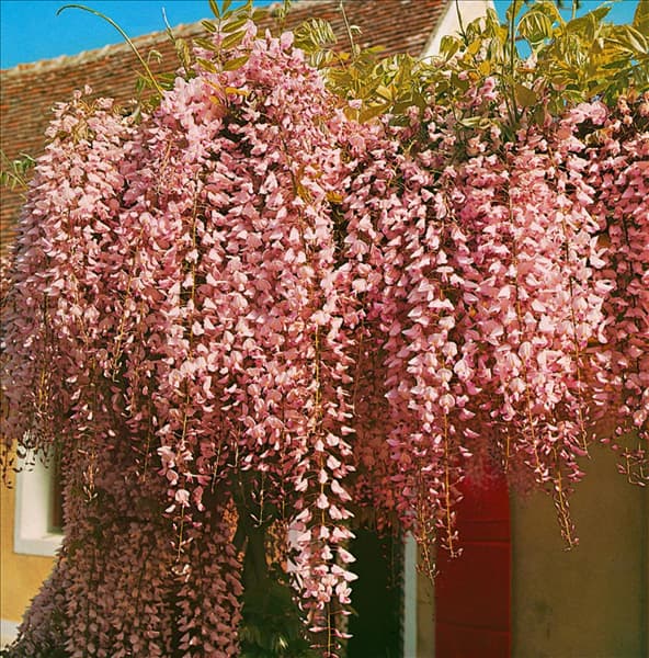 Wisteria floribunda Rosea