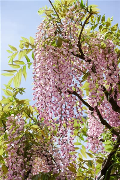 Wisteria floribunda Honbeni