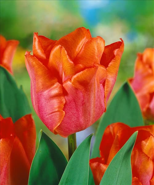 Triumph Tulpe (TT) Jochem (R)