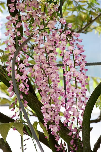 Wisteria floribunda Honbeni