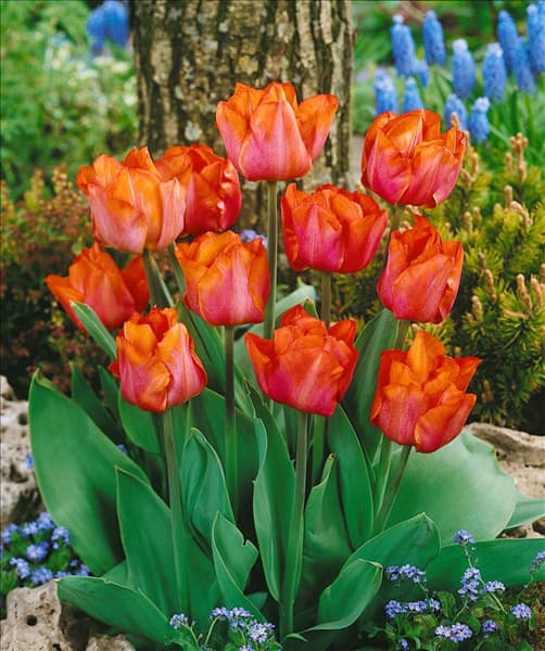 Triumph Tulpe (TT) Jochem (R)