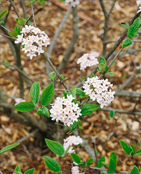 VIBURNUM X BURKWOODII MOHAWK