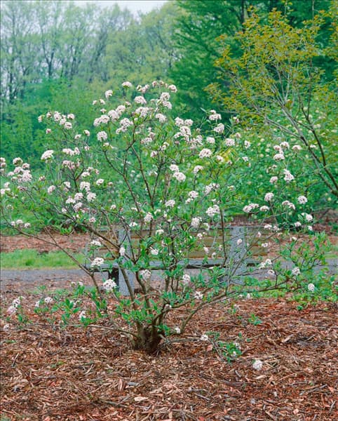 VIBURNUM X BURKWOODII MOHAWK