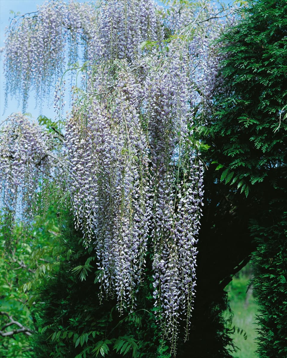 Wisteria floribunda Multijuga