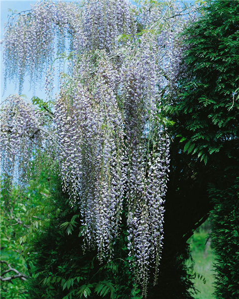 Wisteria floribunda 'Macrobotrys'