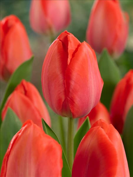 Tulipa Darwin Hybrid Orange Van Eijk