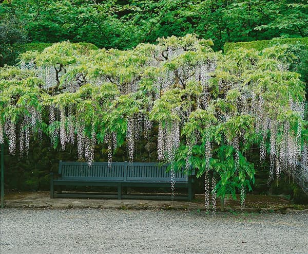 Wisteria floribunda Multijuga