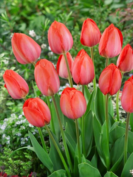 Tulipa Darwin Hybrid Orange Van Eijk