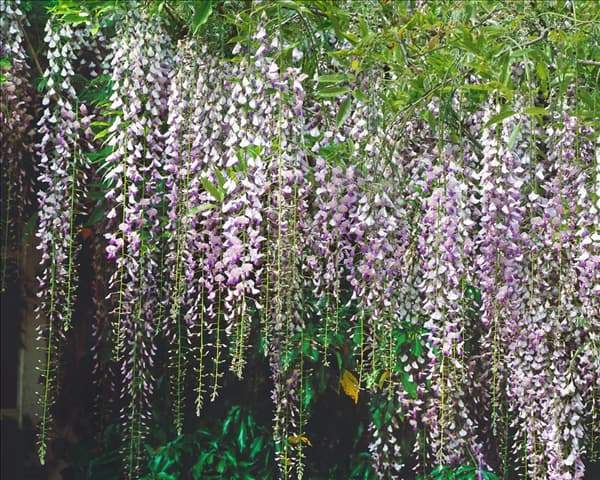 Wisteria floribunda Multijuga