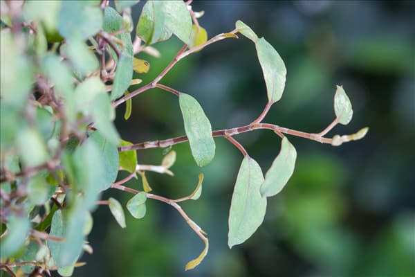 Muehlenbeckia complexa