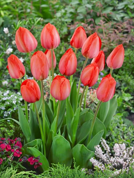 Tulipa Darwin Hybrid Orange Van Eijk