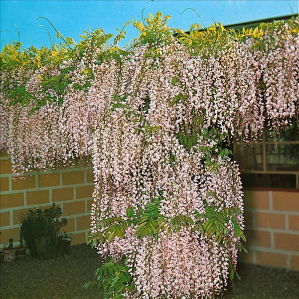 Wisteria floribunda Multijuga