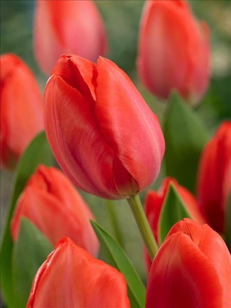 Tulipa Darwin Hybrid Orange Van Eijk