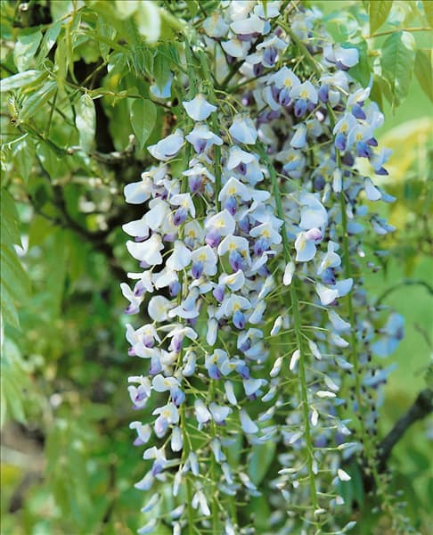 Wisteria floribunda Multijuga