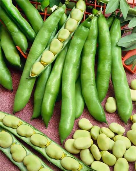 Vicia faba var. faba Aguadulce