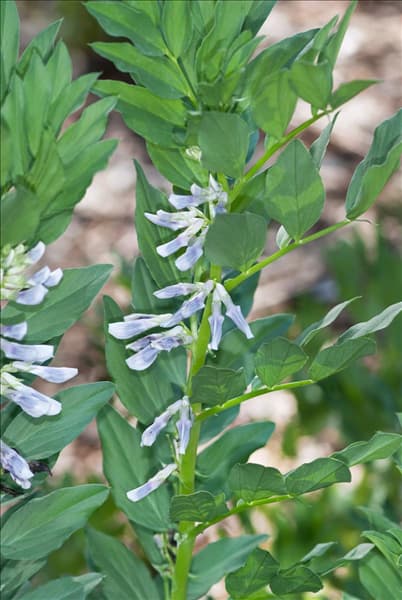 Vicia faba