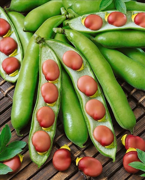 Puffbohne / Vicia faba Karmazyn