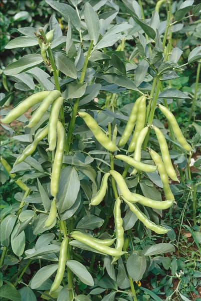 Vicia faba var. faba