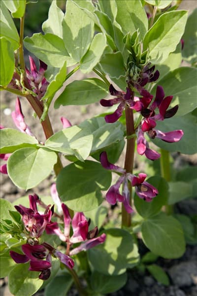 Vicia faba Crimson Flowered Broad Bean