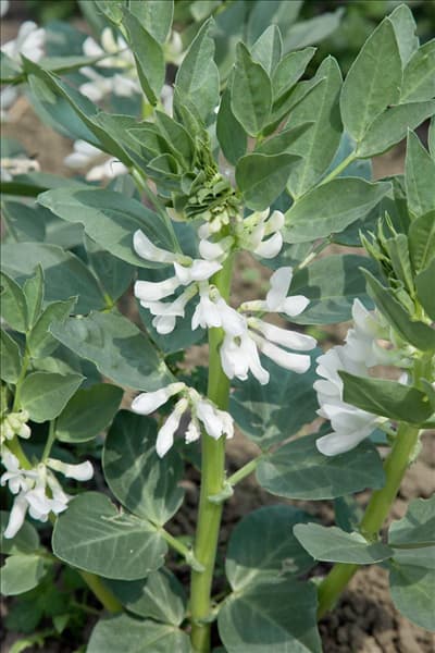 Vicia faba white flowered