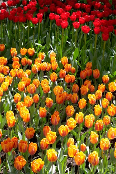 Tulipa Triumph Prinses Irene